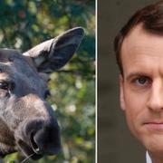 Illustrationsbild på älg/Emmanuel Macron.