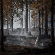 Brandområdet vid Älvdalens skjutfält efter skogsbranden 2018. 