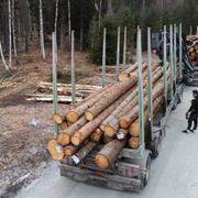 En timmerbil lastar timmer vid en avverkning i en skog i Enköping.
