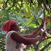 Kakaoodling i Ghana.