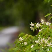 En cykelväg i närheten av Morö Backe skola där en minderårig flicka blivit utsatt för misstänkt mordförsök i början av juli.