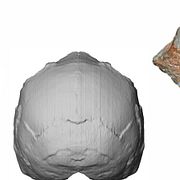 Delar som visar kraniet från den äldsta hittade homo sapiens i Europa.