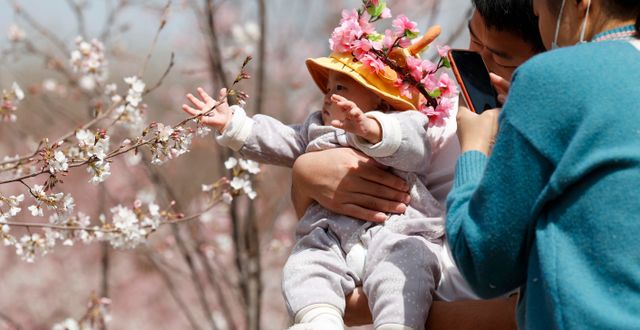Föräldrar i Peking visar sitt barn blommande körsbärsträd. Ng Han Guan / AP