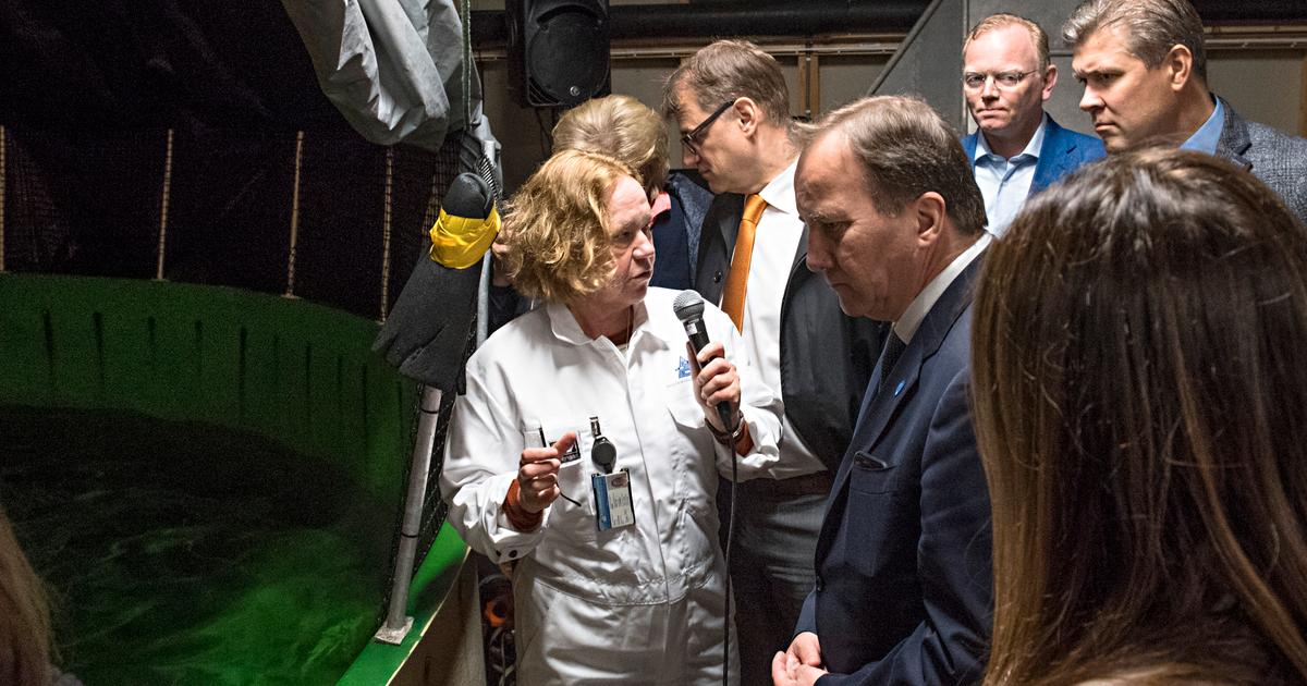 Löfven drar ner på köttet: "Vi tänker nog till för lite"