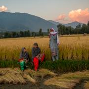 Kashmiri villagers chat at the end of a days work harvesting paddy at a rice field in Mingam village, northeast of Srinagar, Indian controlled Kashmir, Friday, Sept. 24, 2021 Agriculture is the main source of food, income, and employment in rural areas. 