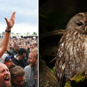 De två kattuglorna räddades från festivalområdet