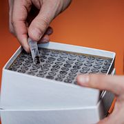 Myror i testtuber på Stockholms universitet. Illustrationsbild.