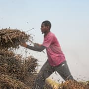 Filly Mangassa lyfter en jordnötsplanta på sin mark i Senegal.
