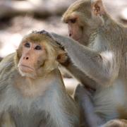 De förrymda djuren är Rhesus macaques-apor