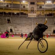 Arkivbild: Tjurfäktningselever övar på tjurfäktningsarenan Las Ventas i Madrid