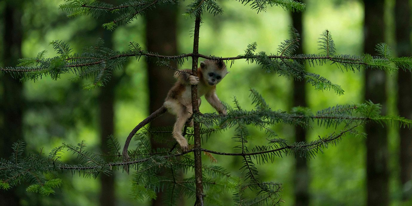 Trubbnäsapa i Kina, arkivbild.