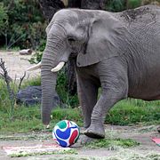 En elefant på Guadalajaras djurpark spelar fotboll.