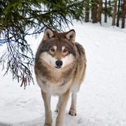 Arkivbild. Vargar på Järvzoo.