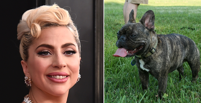 Lady Gaga och en fransk bulldog. AP