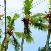 En man reprarerar elledningar som skadats av starka vindar innan i staden Limon i Costa Rica.