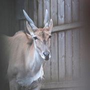  Elandantilop/Entrén till Ölands djurpark