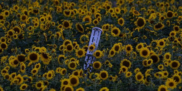 Klustervapenprojektil på solrosfält i Ukraina, 2022.  Evgeniy Maloletka / AP
