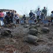 Sköldpaddorna när de släpptes ut. 