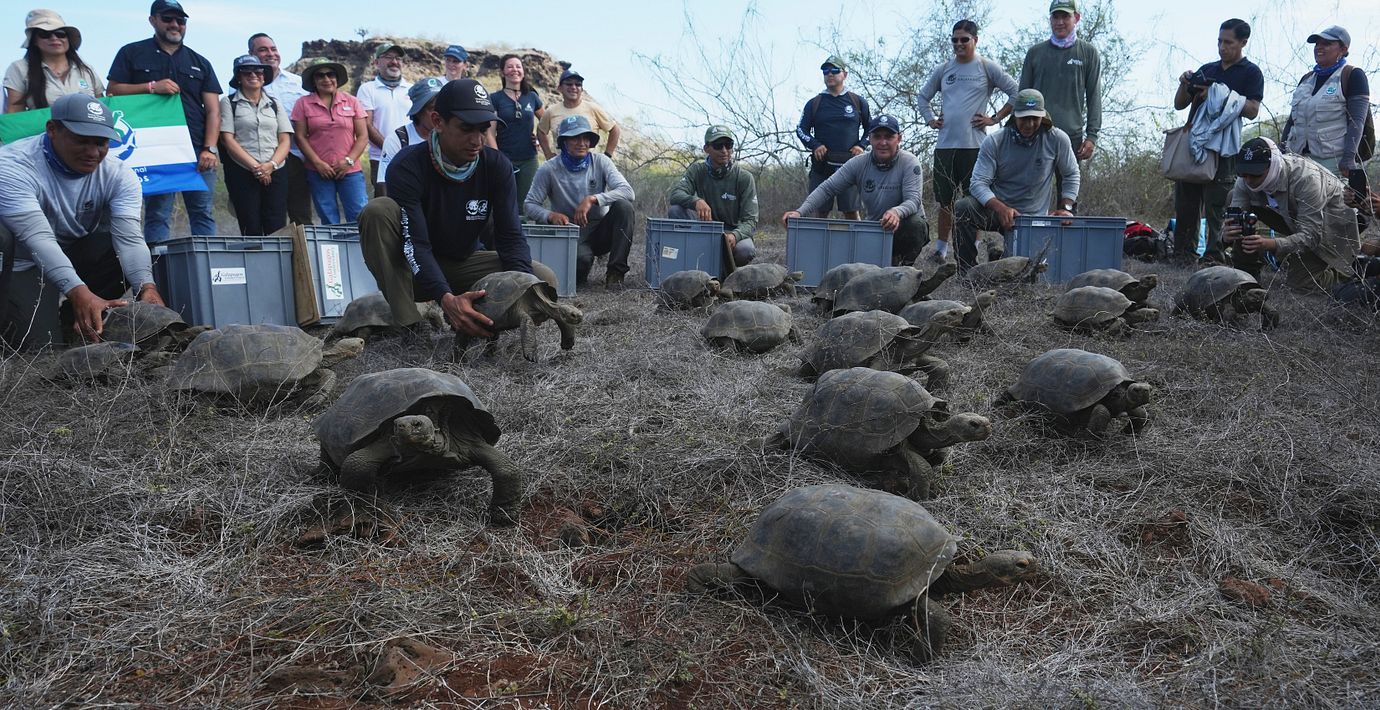 Sköldpaddorna när de släpptes ut. 