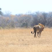 Lejon i en nationalpark i Zimbabwe. Arkivbild.