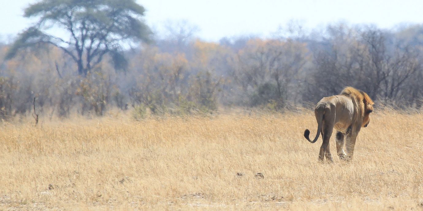 Lejon i en nationalpark i Zimbabwe. Arkivbild.
