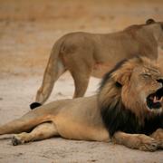 Cecil (längst fram) i Zimbabwes nationalpark 2012. Arkivbild.