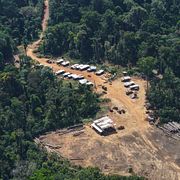 Ett läger för illegal skogsavverkning på Saamakafolkets mark i Surinams del av Amazonas regnskog den 30 september 2026.