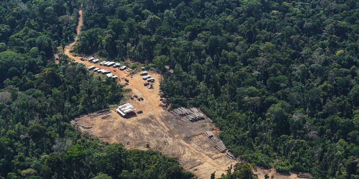 Ett läger för illegal skogsavverkning på Saamakafolkets mark i Surinams del av Amazonas regnskog den 30 september 2026.