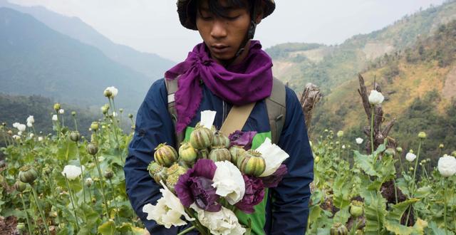 Person som skördar opiumvallmo i Myanmar. Hkun Lat / AP