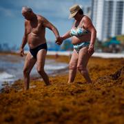 Badgäster vadar genom sjögräs vid en strand i Florida sommaren 2018.