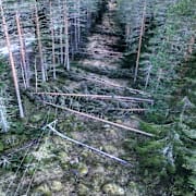 Träd fällda över elledningar efter stormen Johannes.