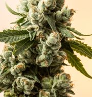 Cannabis Close Up Macro Marijuana Drying Commercial California Legal Indoor Weed Farming Ganja Cultivation Medical Recreational Indicas Sativas Hybrid Plants Shutterstock
