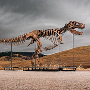 Tyrannosaurusskelettet ”Gus
