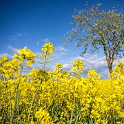 Raps  utanför Örtofta.