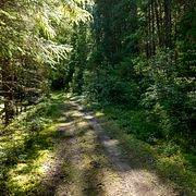 En skog i Bergslagen.