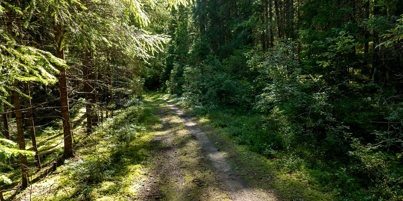 En skog i Bergslagen.