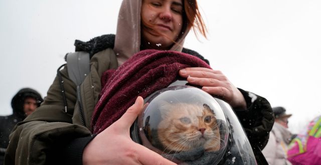 Nina och hennes katt flyr från Ukraina. Bild från gränsövergången i Palanca, Moldavien, 11 mars 2022.  Sergei Grits / AP