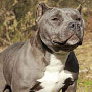 Arkivbilder på Göteborgs tingsrätt och en hund av rasen ”American bully”.