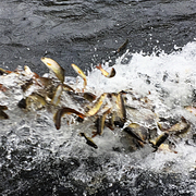Forskare gav laxar kokain för att se hur de påverkas av narkotikaföroreningar.