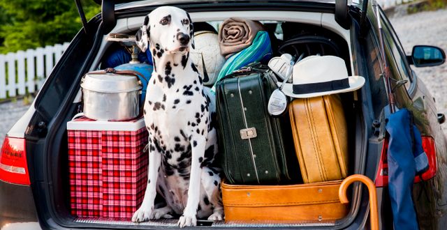 En hund och packning i en bil.  Aas, Erlend / TT NYHETSBYRÅN