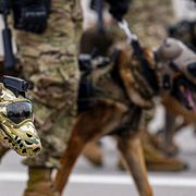 Illustrationsbild. Militärparad i Chile där räddningshundar deltar.