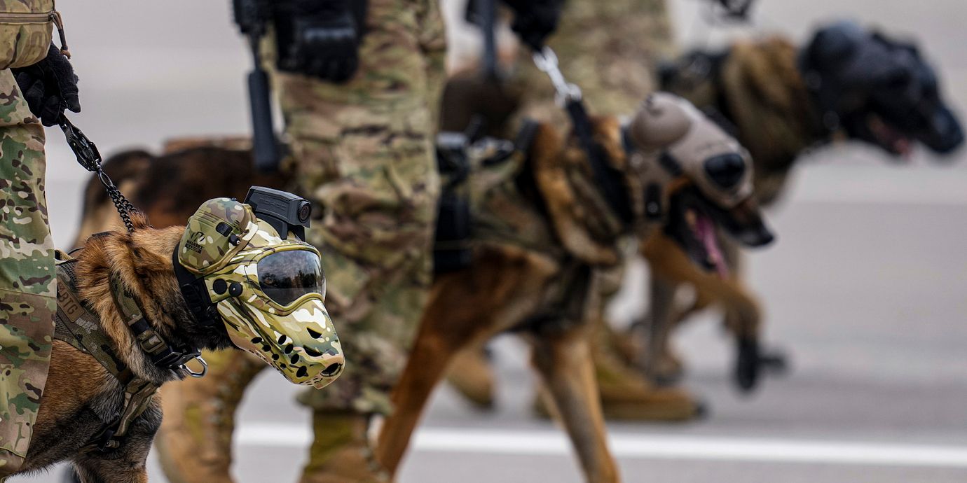 Illustrationsbild. Militärparad i Chile där räddningshundar deltar.