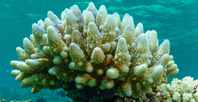 Bilden visar koraller som har blekts. C. Jones / Great Barrier Reef Marine Park Authority / AP