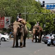 Elefanter på gatan i Ahmedabad i Indien, 2020.