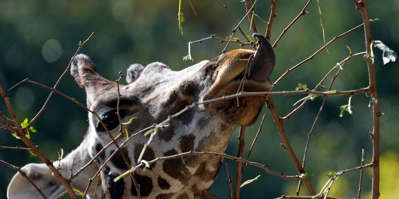 Giraffen på bilden har ingenting med rymningen att göra.