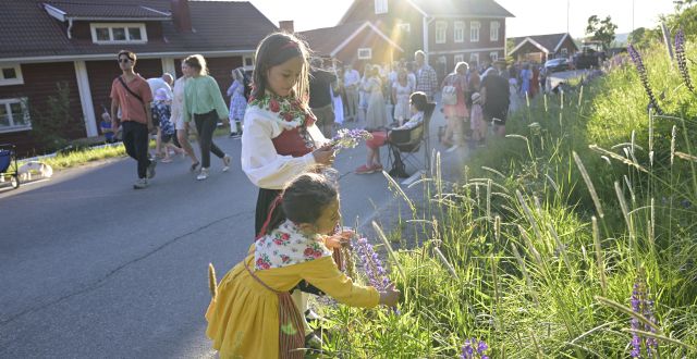 Flickor plockar blommor under midsommarfirande i Tibble i Dalarna på torsdagskvällen.. Ulf Palm/TT
