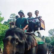 Turister rider på elefanter vid Angkor Wat-templet i Kambodja. Arkivbild.