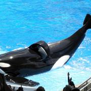 Tilikum 2009.