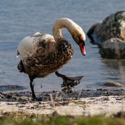 En svan som fått tjockolja på sig i samband med oljespillet i Pukaviksbukten.