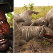 Joseph Kony. Elefanter som dödades i nationalparken Garamba 2012, även då misstänktes LRA